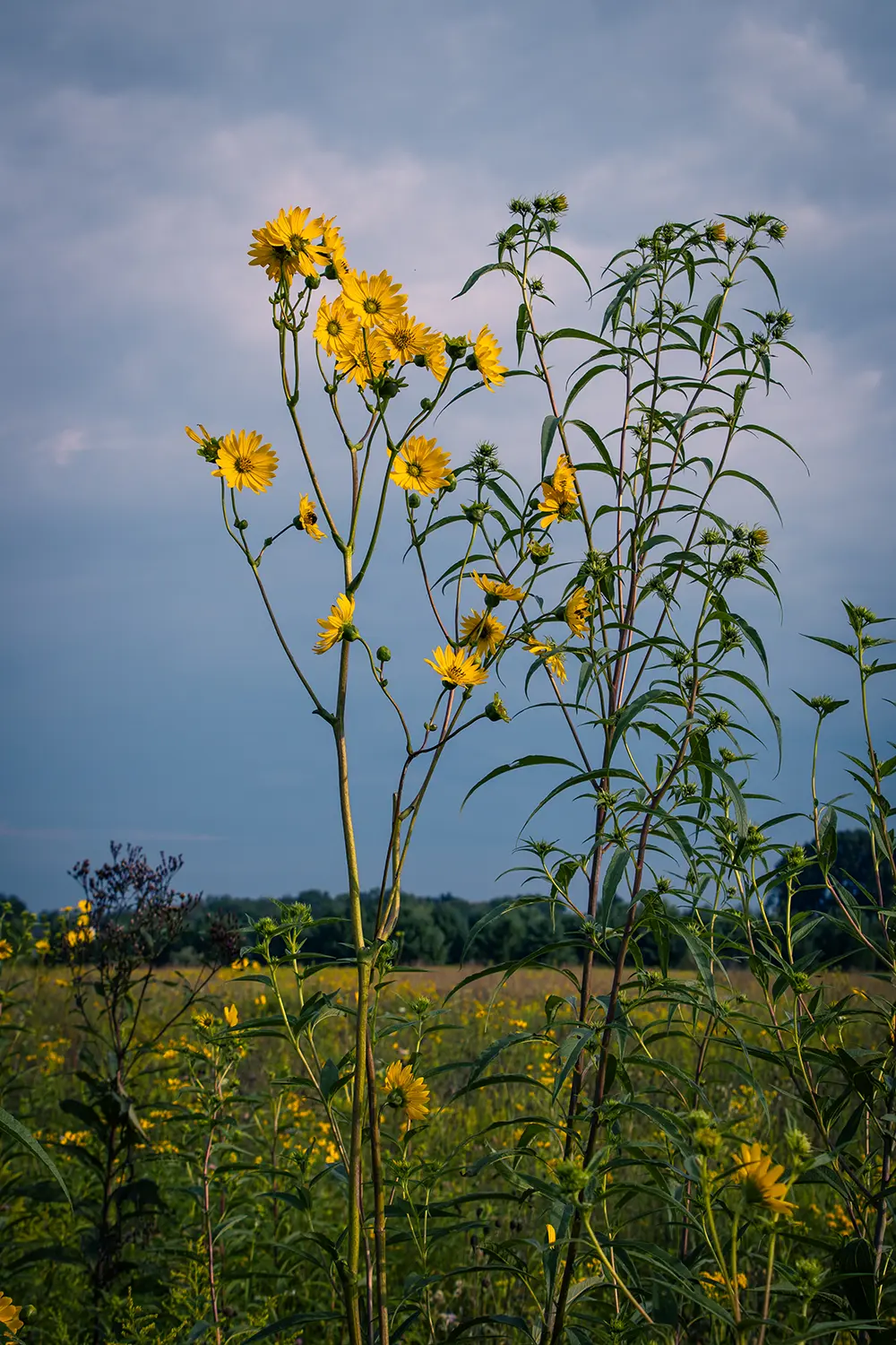 Golden wildflowers standing tall against an azure sky.
